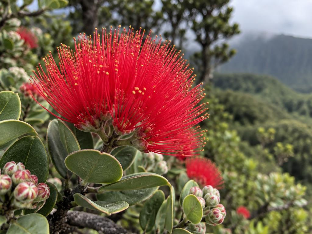 ʻŌhiʻa lehua