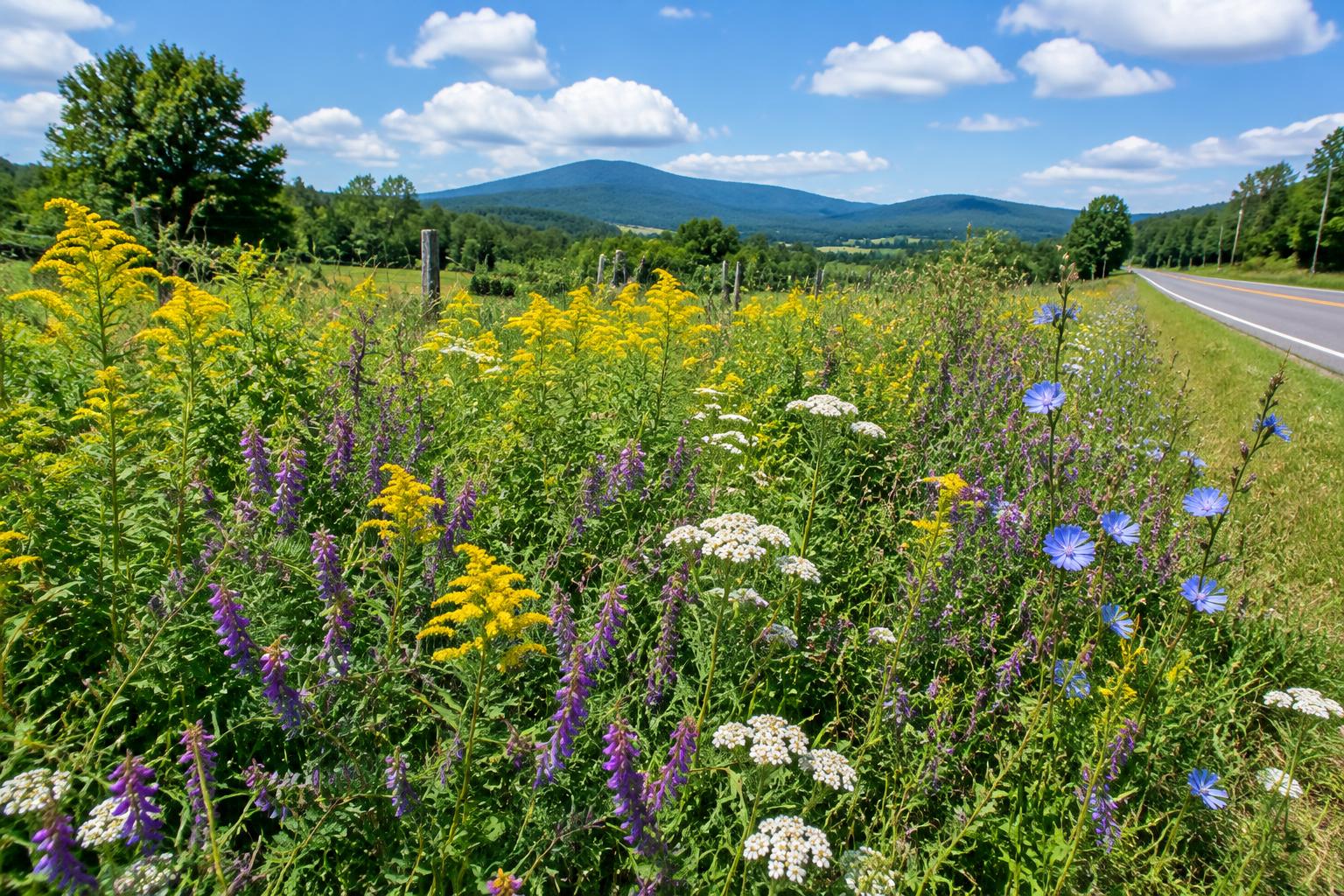 What does 'wildflower' actually mean?